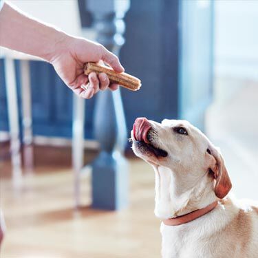 Dog looking up at a hand holding a chew stick in a room.